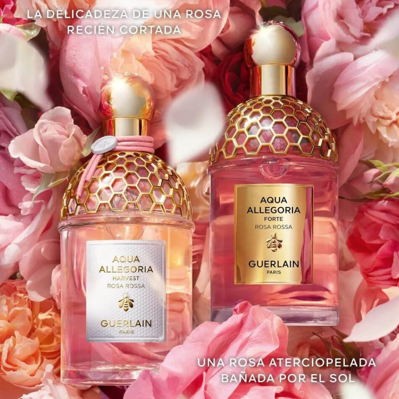 Aqua Allegoria Harvest Rosa Rossa