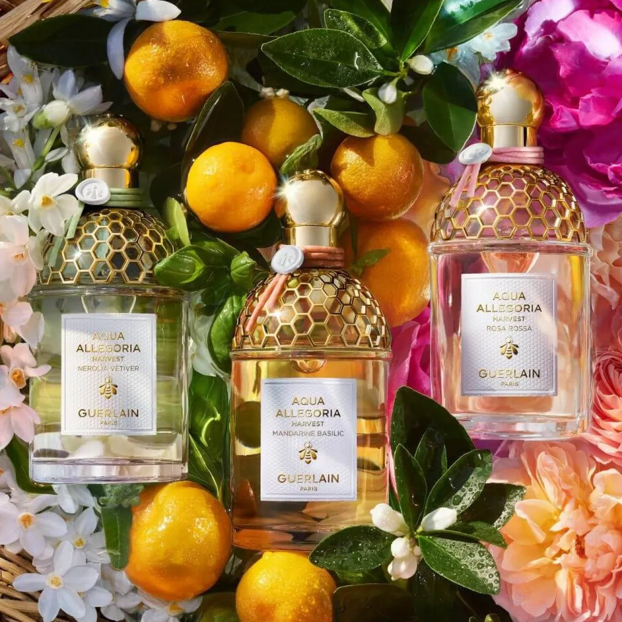 Aqua Allegoria Harvest Rosa Rossa