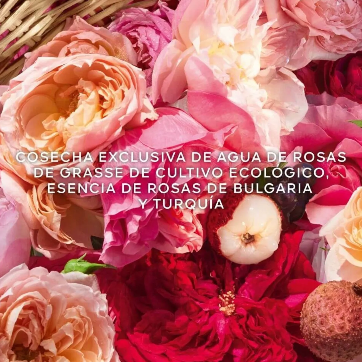 Aqua Allegoria Harvest Rosa Rossa