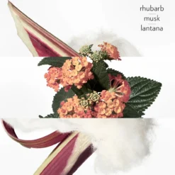 Eau de rhubarbe Écarlate Eau de Cologne