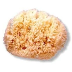 Esponja