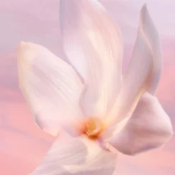 La vie est belle Vanille Nude Eau de Parfum