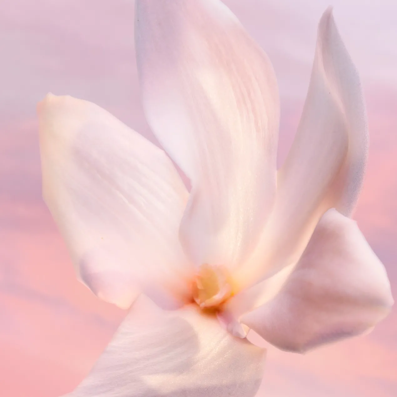 La vie est belle Vanille Nude Eau de Parfum