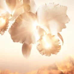 Orchidée Impériale Gold Nobile Sérum Antiedad