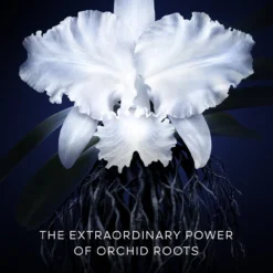 Orchidée Impériale La Crema Ligera