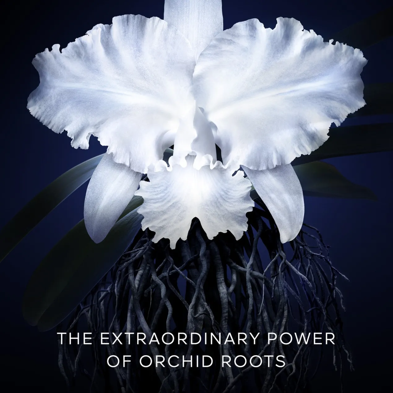 Orchidée Impériale La Crema Ligera