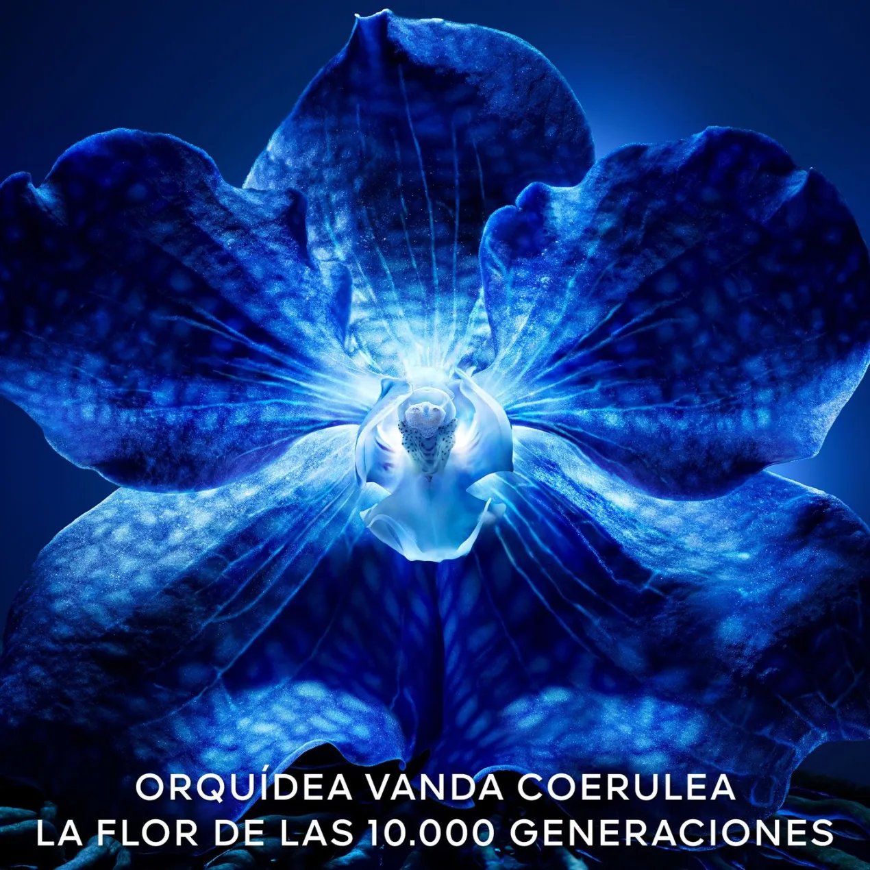 Orchidée Impériale La Crema Rica de Longevidad