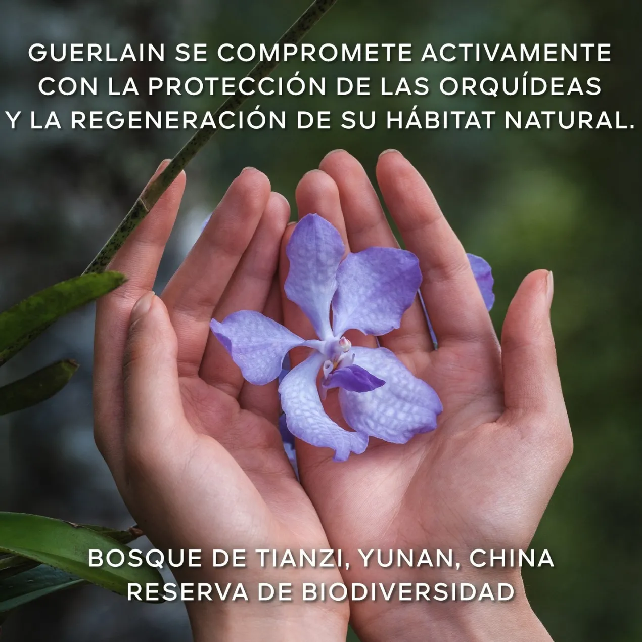 Orchidée Impériale La Crema Rica de Longevidad