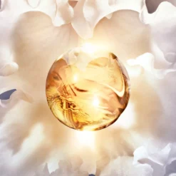 Orchidée Impériale La Crema Rica