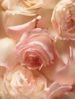 Romance EDP