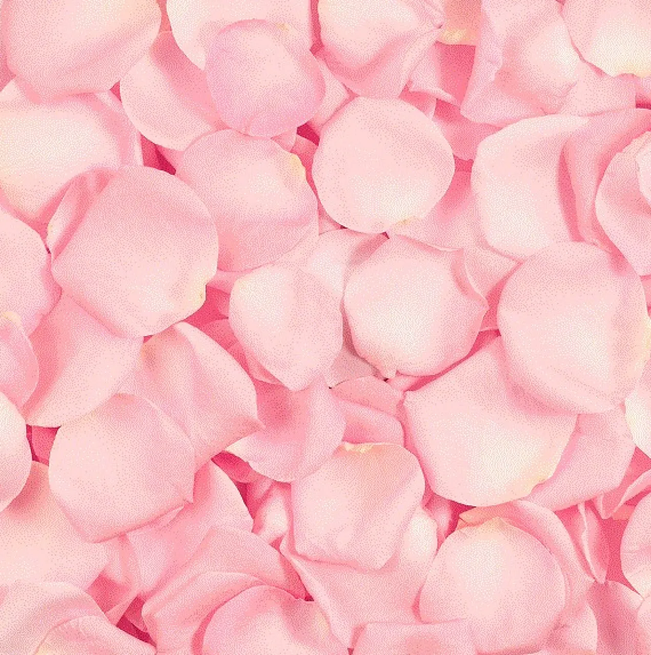 Rose Sugar Scrub Exfoliante Facial
