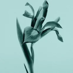 Tiffany Eau de Parfum